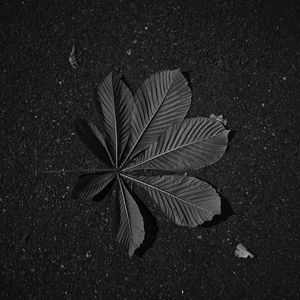 Preview wallpaper leaf, veins, asphalt, macro, black and white, black