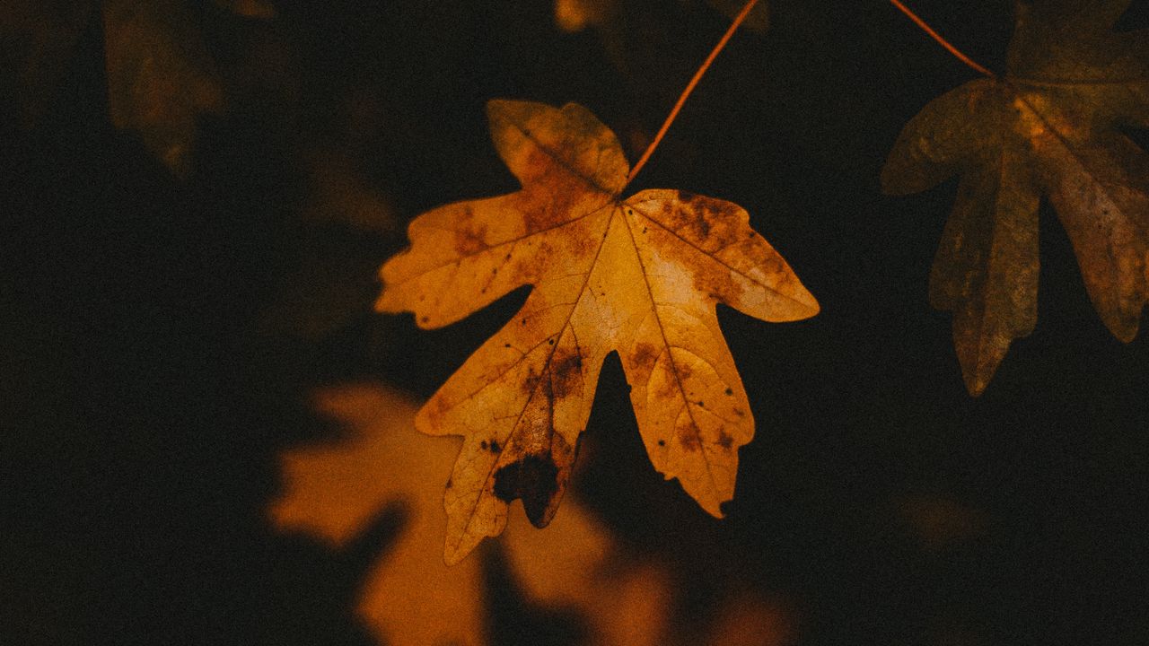 Wallpaper leaf, veins, autumn, macro