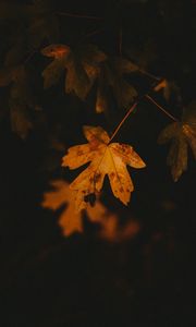 Preview wallpaper leaf, veins, autumn, macro