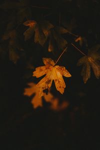 Preview wallpaper leaf, veins, autumn, macro