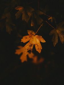 Preview wallpaper leaf, veins, autumn, macro