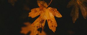 Preview wallpaper leaf, veins, autumn, macro