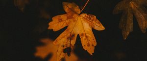 Preview wallpaper leaf, veins, autumn, macro