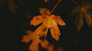 Preview wallpaper leaf, veins, autumn, macro