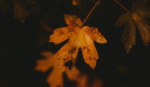 Preview wallpaper leaf, veins, autumn, macro