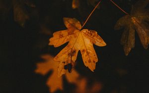 Preview wallpaper leaf, veins, autumn, macro