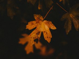 Preview wallpaper leaf, veins, autumn, macro