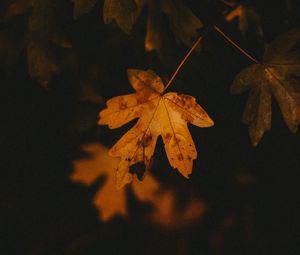 Preview wallpaper leaf, veins, autumn, macro