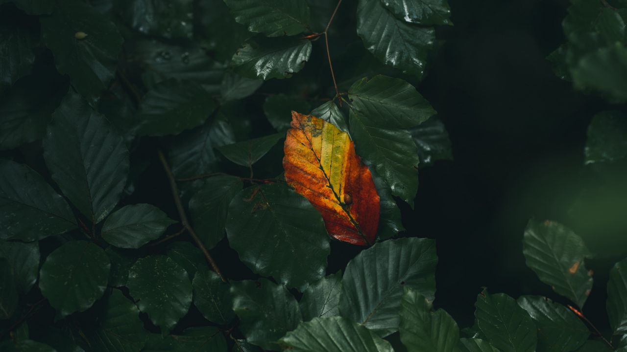 Wallpaper leaf, veins, autumn, macro, green