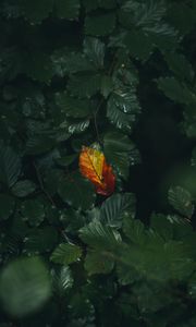 Preview wallpaper leaf, veins, autumn, macro, green