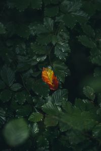 Preview wallpaper leaf, veins, autumn, macro, green