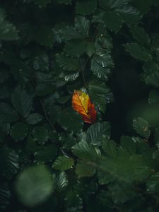 Preview wallpaper leaf, veins, autumn, macro, green