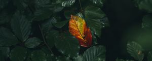 Preview wallpaper leaf, veins, autumn, macro, green