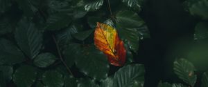 Preview wallpaper leaf, veins, autumn, macro, green