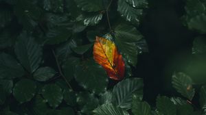 Preview wallpaper leaf, veins, autumn, macro, green