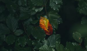 Preview wallpaper leaf, veins, autumn, macro, green
