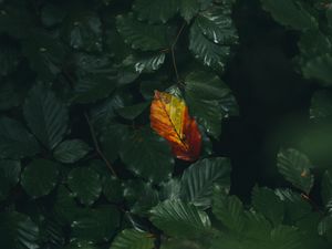 Preview wallpaper leaf, veins, autumn, macro, green
