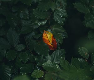 Preview wallpaper leaf, veins, autumn, macro, green