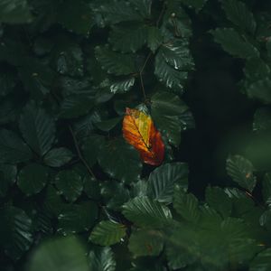 Preview wallpaper leaf, veins, autumn, macro, green