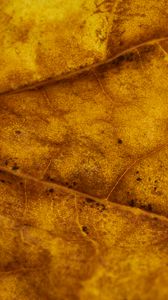 Preview wallpaper leaf, veins, autumn, macro, yellow