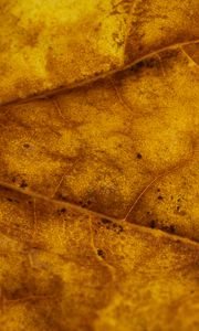 Preview wallpaper leaf, veins, autumn, macro, yellow