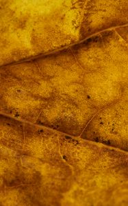 Preview wallpaper leaf, veins, autumn, macro, yellow