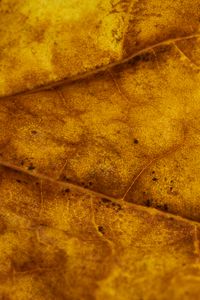 Preview wallpaper leaf, veins, autumn, macro, yellow
