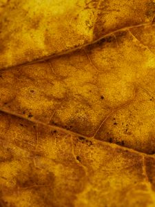 Preview wallpaper leaf, veins, autumn, macro, yellow