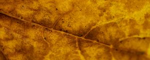 Preview wallpaper leaf, veins, autumn, macro, yellow