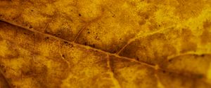 Preview wallpaper leaf, veins, autumn, macro, yellow