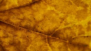 Preview wallpaper leaf, veins, autumn, macro, yellow