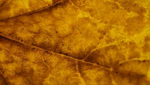 Preview wallpaper leaf, veins, autumn, macro, yellow