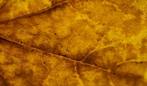 Preview wallpaper leaf, veins, autumn, macro, yellow