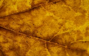 Preview wallpaper leaf, veins, autumn, macro, yellow