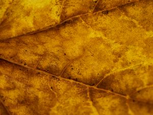 Preview wallpaper leaf, veins, autumn, macro, yellow