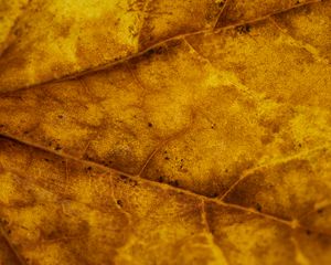 Preview wallpaper leaf, veins, autumn, macro, yellow