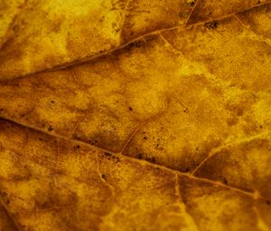 Preview wallpaper leaf, veins, autumn, macro, yellow