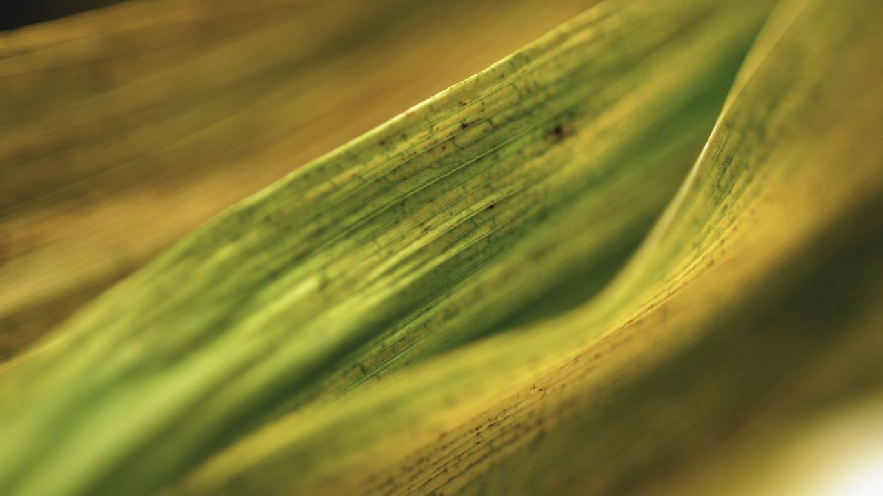 Wallpaper leaf, veins, background, surface