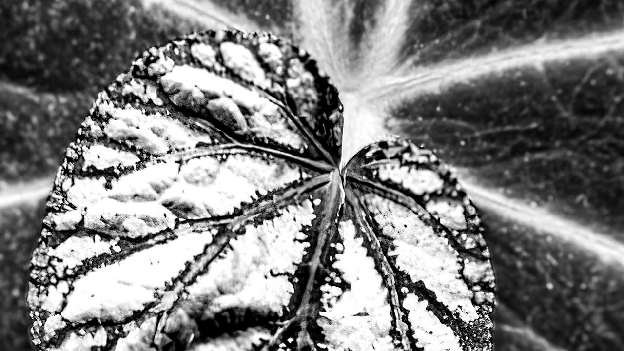 Wallpaper leaf, veins, black and white, macro