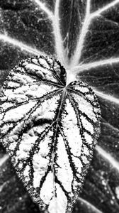 Preview wallpaper leaf, veins, black and white, macro