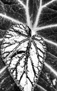 Preview wallpaper leaf, veins, black and white, macro