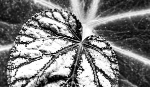 Preview wallpaper leaf, veins, black and white, macro