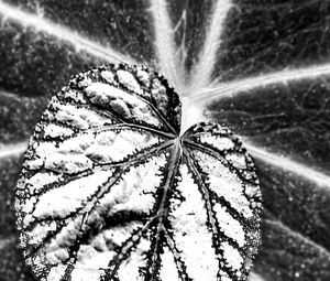 Preview wallpaper leaf, veins, black and white, macro