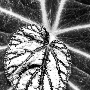 Preview wallpaper leaf, veins, black and white, macro