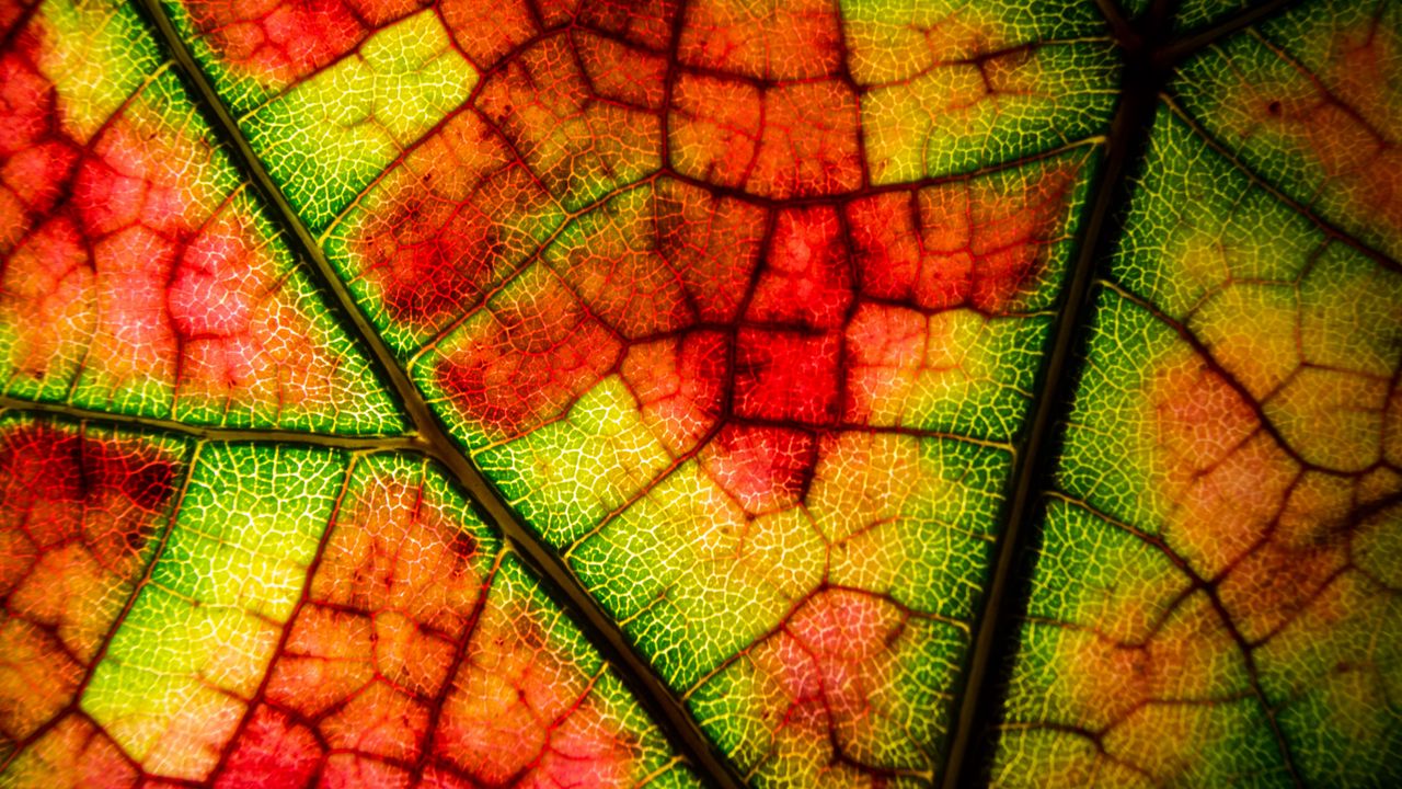 Wallpaper leaf, veins, colorful, macro, autumn