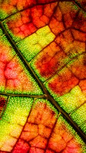 Preview wallpaper leaf, veins, colorful, macro, autumn