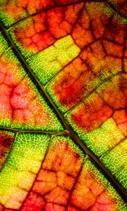 Preview wallpaper leaf, veins, colorful, macro, autumn