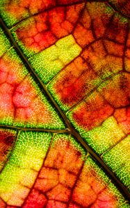 Preview wallpaper leaf, veins, colorful, macro, autumn