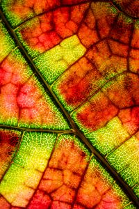 Preview wallpaper leaf, veins, colorful, macro, autumn