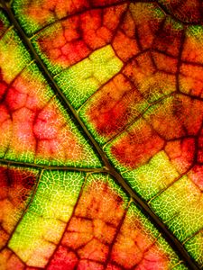 Preview wallpaper leaf, veins, colorful, macro, autumn